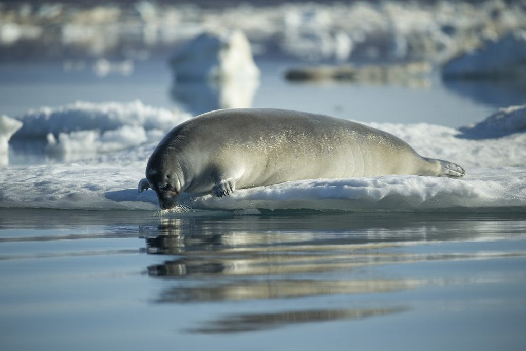 Detail of Bearded Seal Dives from Sea Ice in Hudson Bay, Nunavut, Canada by Anonymous
