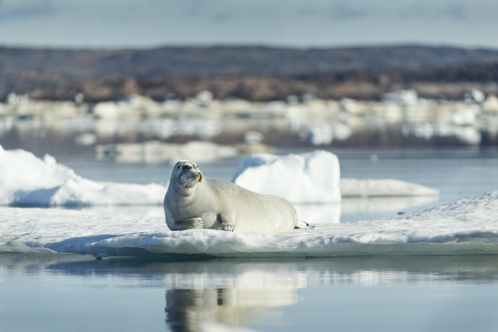 Detail of Bearded Seal on Sea Ice in Hudson Bay, Nunavut, Canada by Anonymous