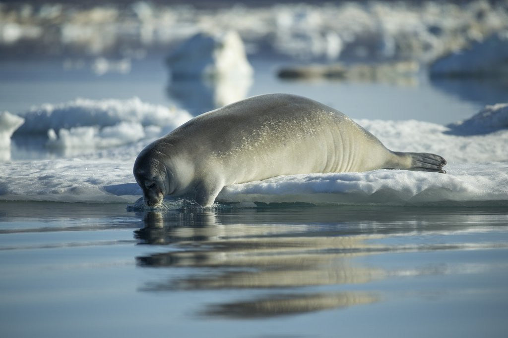 Detail of Bearded Seal Dives from Sea Ice in Hudson Bay, Nunavut, Canada by Anonymous