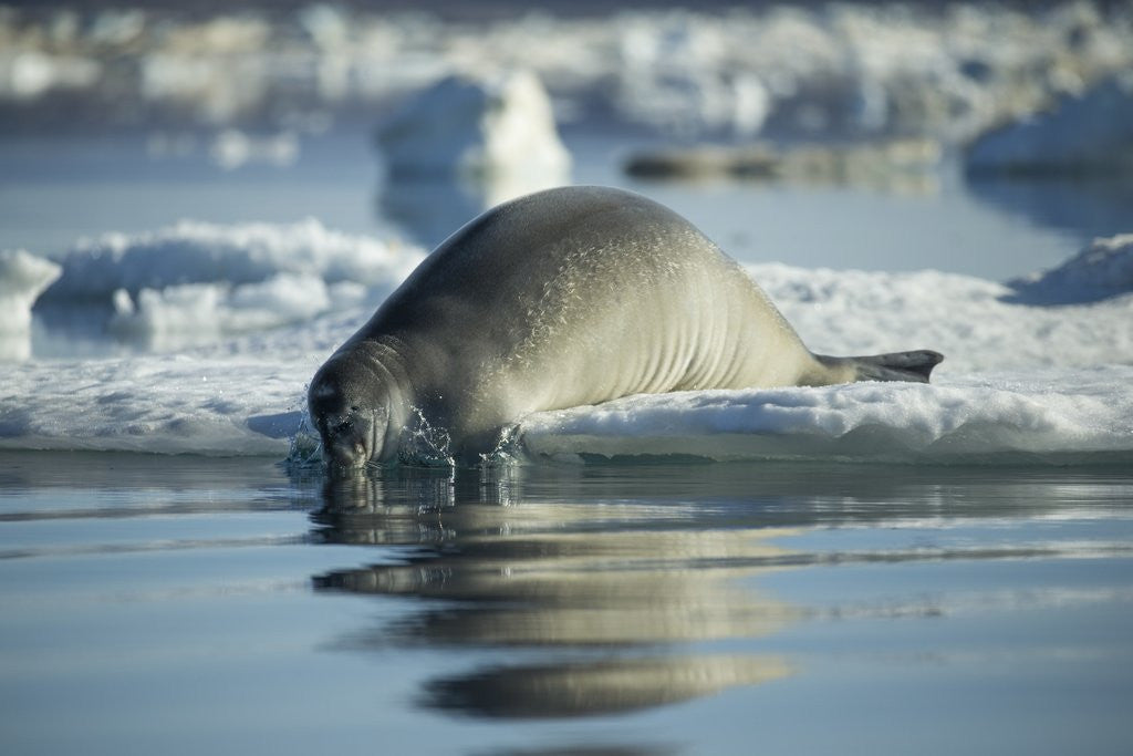 Detail of Bearded Seal Dives from Sea Ice in Hudson Bay, Nunavut, Canada by Anonymous