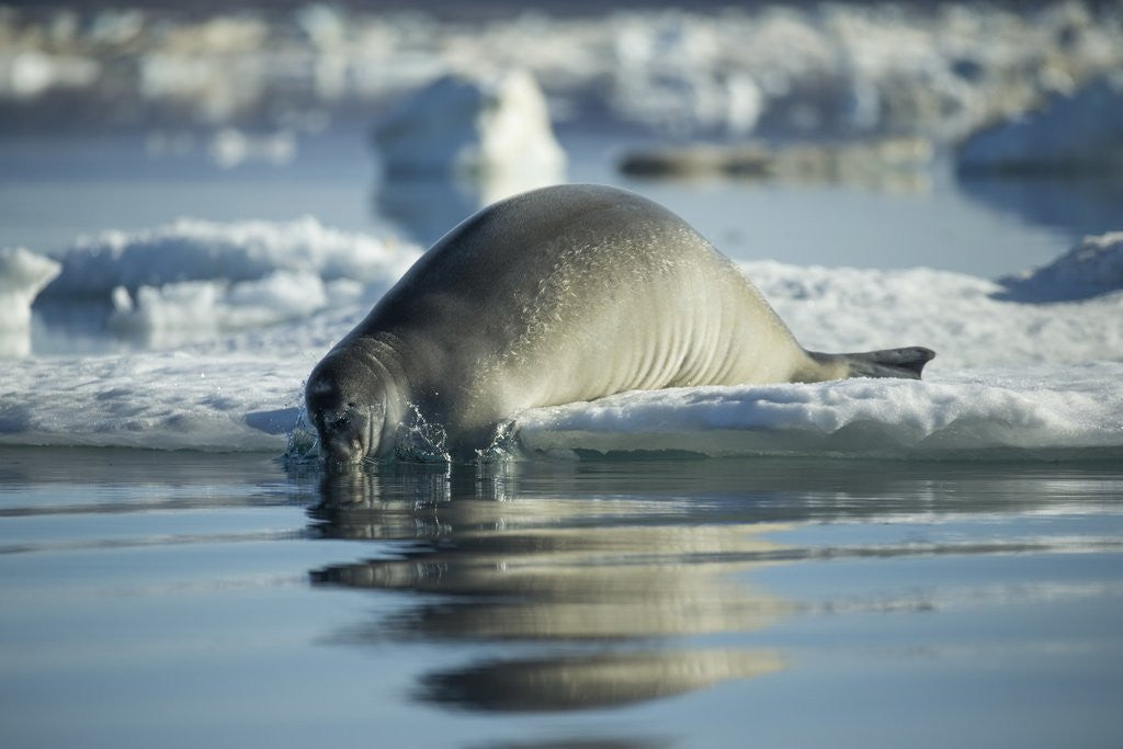 Detail of Bearded Seal Dives from Sea Ice in Hudson Bay, Nunavut, Canada by Corbis