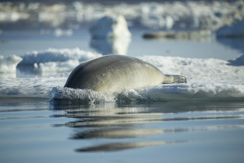 Detail of Bearded Seal Dives from Sea Ice in Hudson Bay, Nunavut, Canada by Anonymous