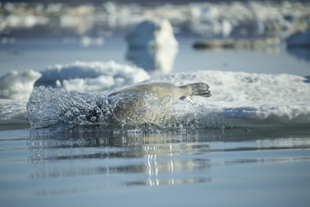 Bearded Seal Dives from Sea Ice in Hudson Bay, Nunavut, Canada by Corbis