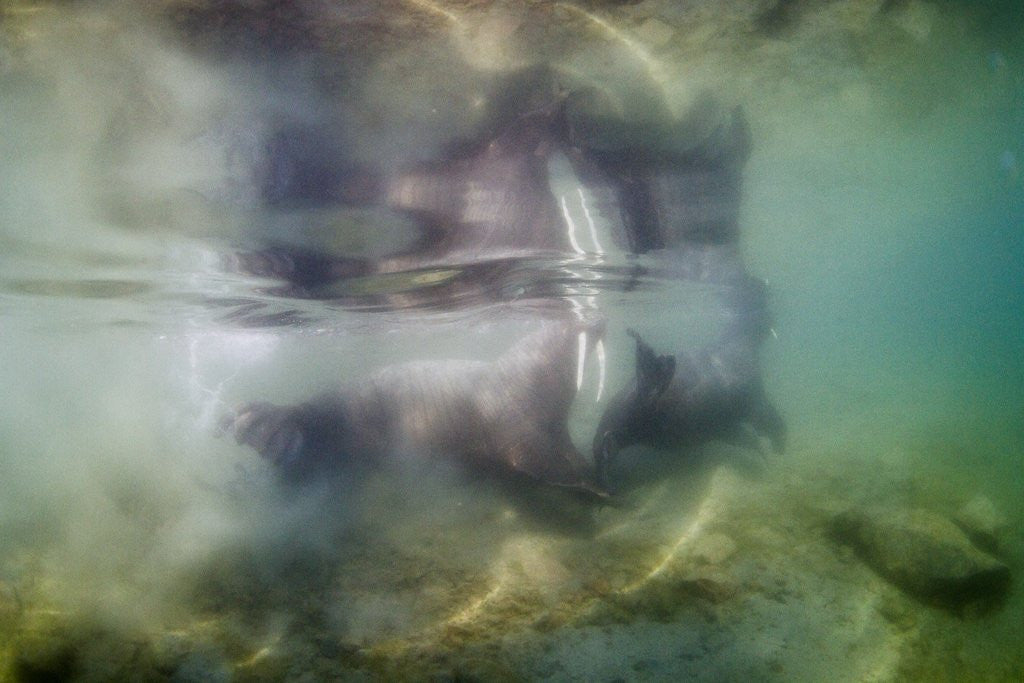 Detail of Underwater Walrus and Calf in Hudson Bay, Nunavut, Canada by Anonymous