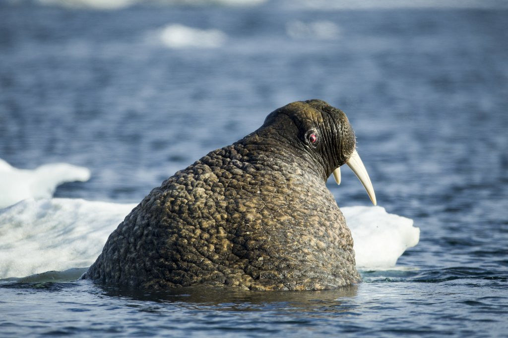 Detail of Walrus and Sea Ice in Hudson Bay, Nunavut, Canada by Anonymous