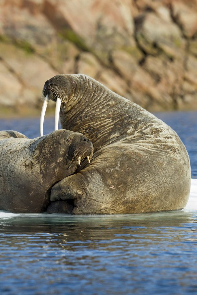Detail of Walrus and Calf in Hudson Bay, Nunavut, Canada by Anonymous