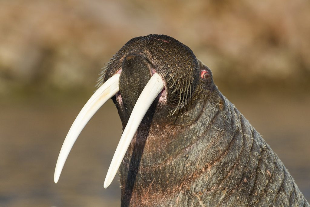 Detail of Walrus Displays Tusks along Hudson Bay, Nunavut, Canada by Anonymous