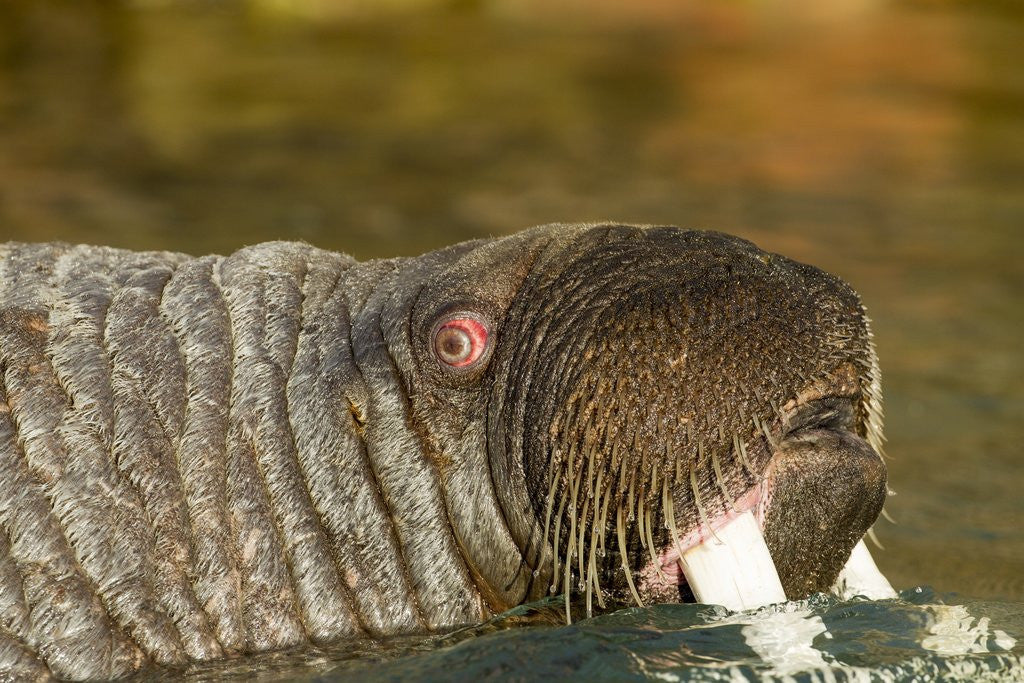 Detail of Walrus Displays Tusks along Hudson Bay, Nunavut, Canada by Anonymous