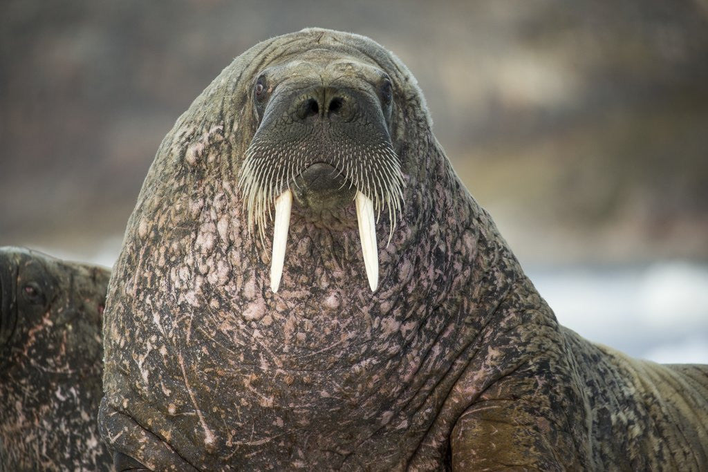 Detail of Walrus on Ice in Hudson Bay, Nunavut, Canada by Anonymous