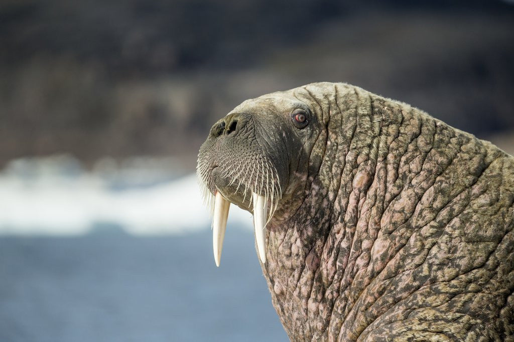 Detail of Walrus Resting on Ice in Hudson Bay, Nunavut, Canada by Anonymous
