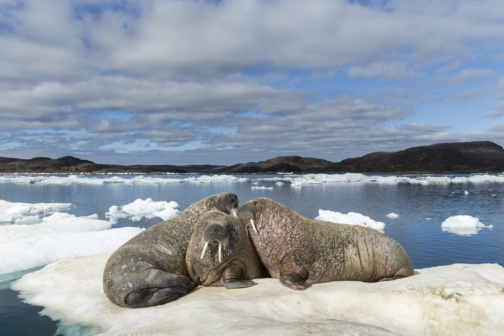 Detail of Walrus Resting on Ice in Hudson Bay, Nunavut, Canada by Anonymous
