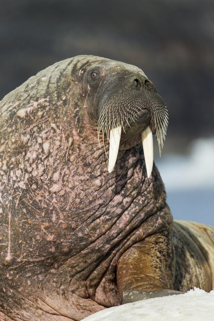Detail of Walrus on Ice in Hudson Bay, Nunavut, Canada by Anonymous