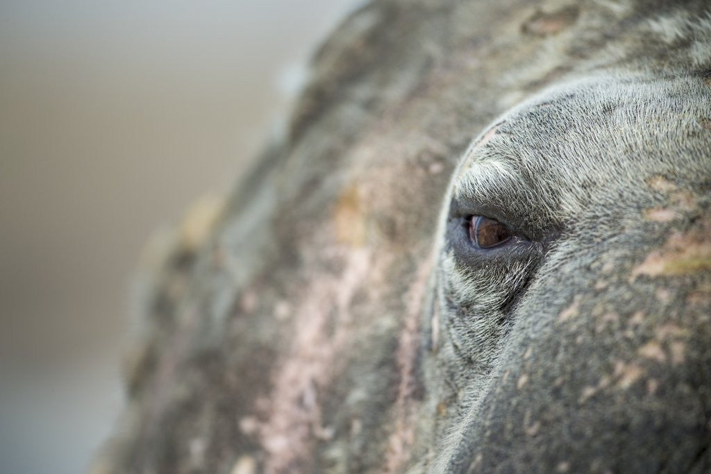 Detail of Close-up of Walrus Eye, Hudson Bay, Nunavut, Canada by Anonymous