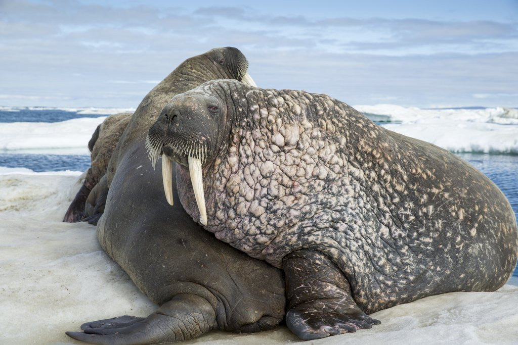 Detail of Walrus Resting on Ice in Hudson Bay, Nunavut, Canada by Anonymous