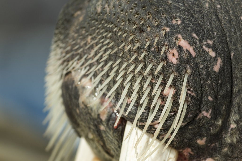 Detail of Close-up of Walrus Muzzle, Hudson Bay, Nunavut, Canada by Anonymous