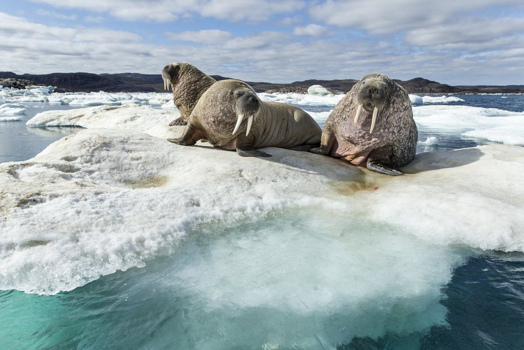 Detail of Walrus Resting on Ice in Hudson Bay, Nunavut, Canada by Anonymous
