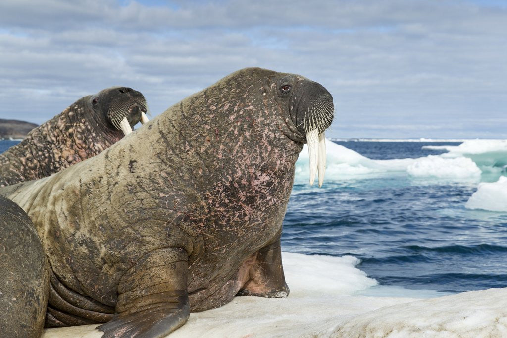 Detail of Walrus Resting on Ice in Hudson Bay, Nunavut, Canada by Anonymous