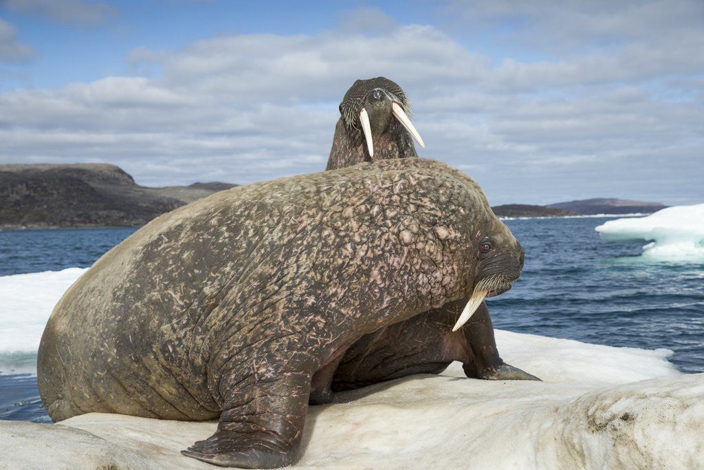 Detail of Walrus Resting on Ice in Hudson Bay, Nunavut, Canada by Corbis
