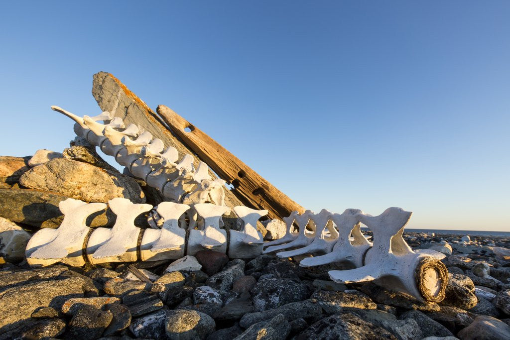 Detail of Whalers' Graves, Deadman Island, Nunavut, Canada by Anonymous