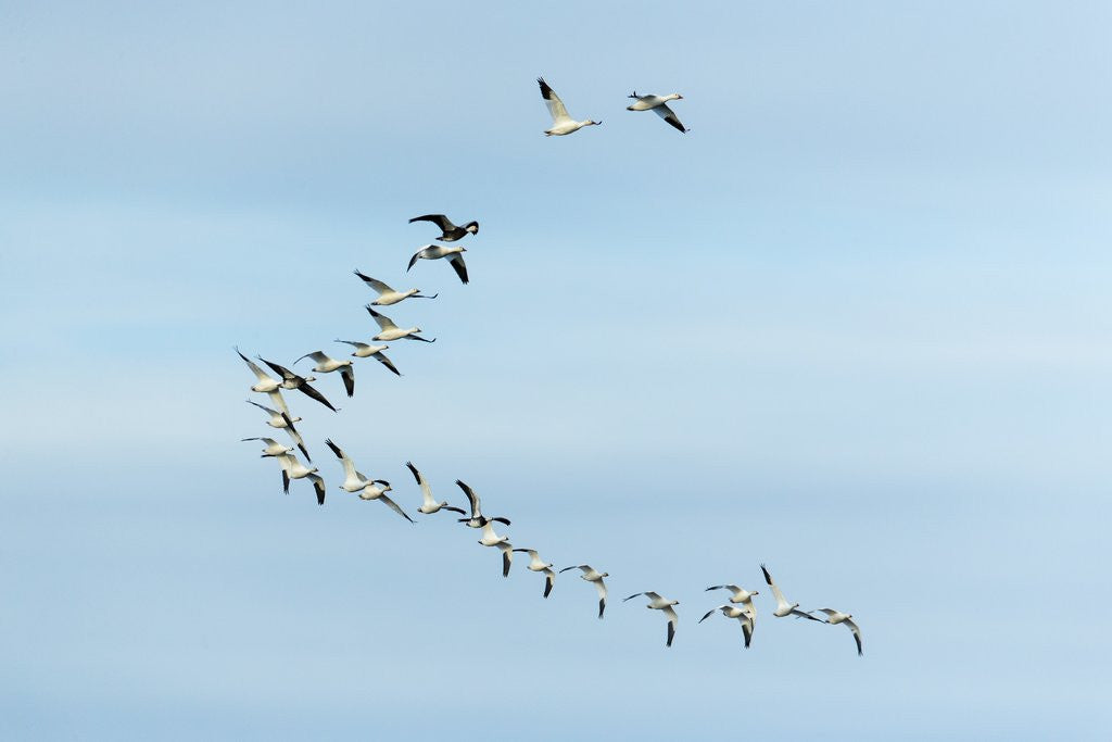 Detail of Migrating Flock of Snow Geese, Repulse Bay, Nanavut, Canada by Corbis