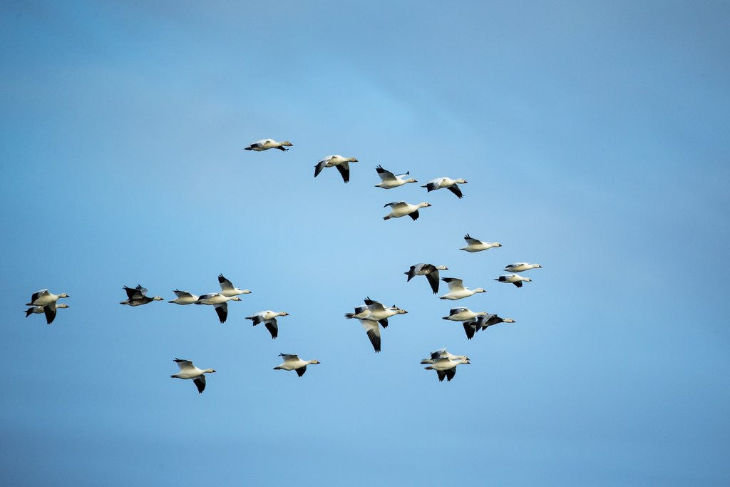 Detail of Migrating Flock of Snow Geese, Repulse Bay, Nanavut, Canada by Corbis