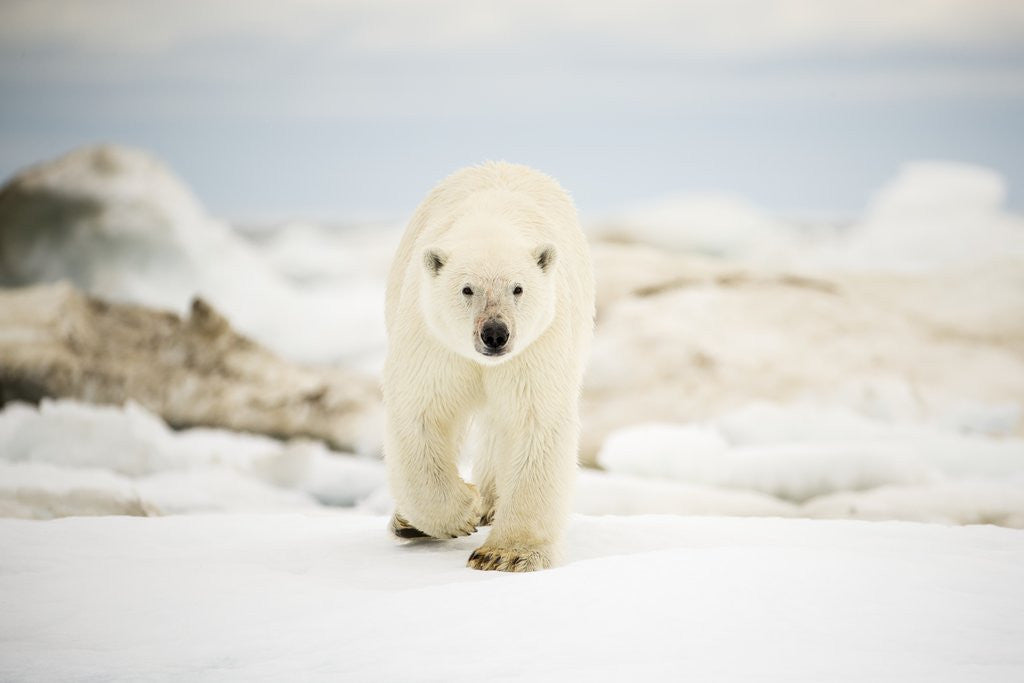 Detail of Polar Bear on Hudson Bay Sea Ice, Nunavut Territory, Canada by Anonymous