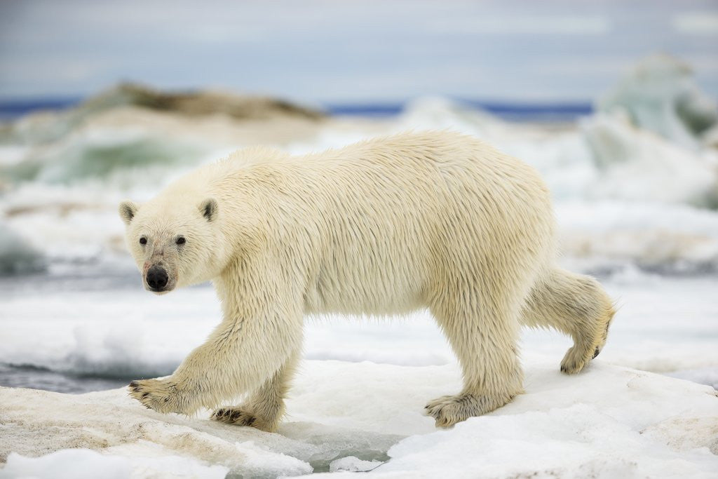 Detail of Polar Bear on Hudson Bay Sea Ice, Nunavut Territory, Canada by Corbis