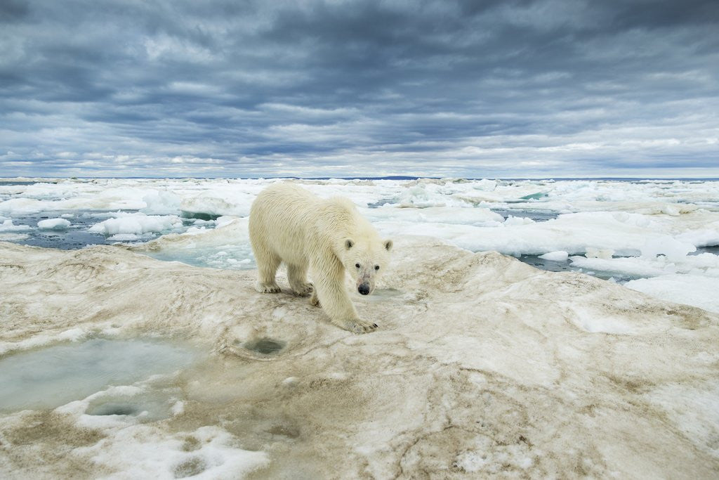 Detail of Polar Bear on Hudson Bay Sea Ice, Nunavut Territory, Canada by Anonymous