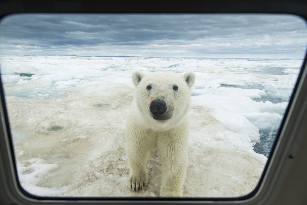 Detail of Polar Bear Looking into Boat Window, Nunavut, Canada by Corbis