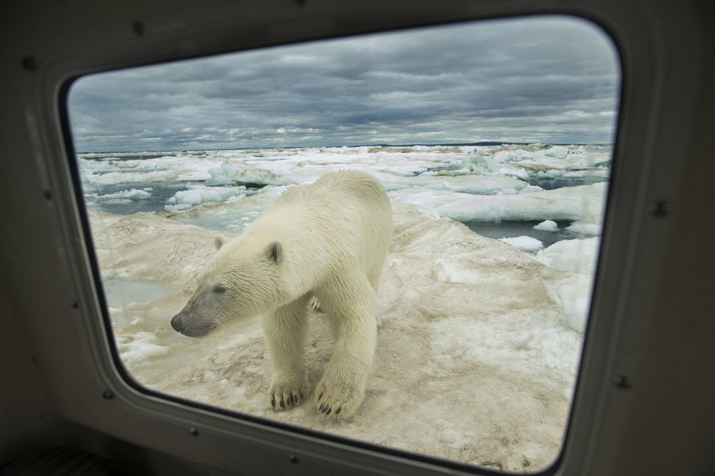Detail of Polar Bear Looking into Boat Window, Nunavut, Canada by Anonymous