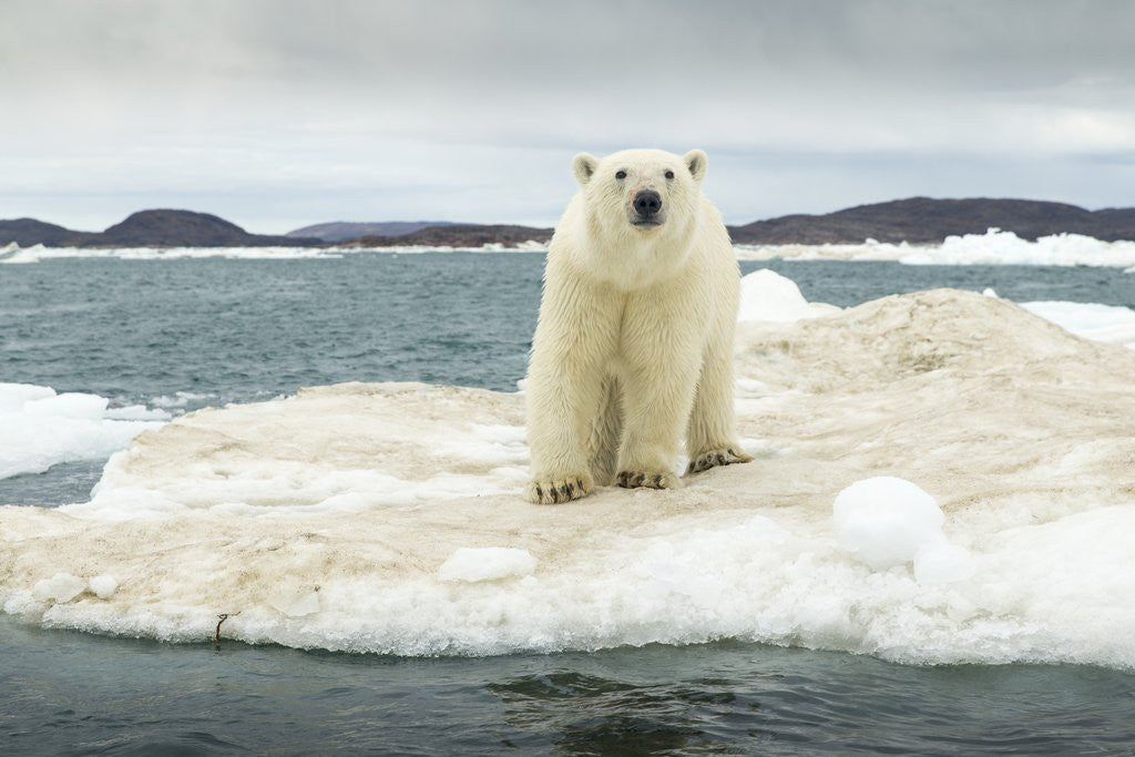 Detail of Polar Bear on Hudson Bay Pack Ice, Nunavut, Canada by Anonymous