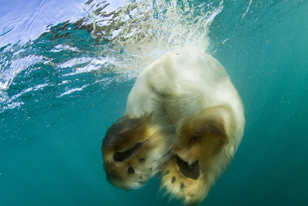Detail of Underwater View of Swimming Polar Bear, Nunavut, Canada by Anonymous