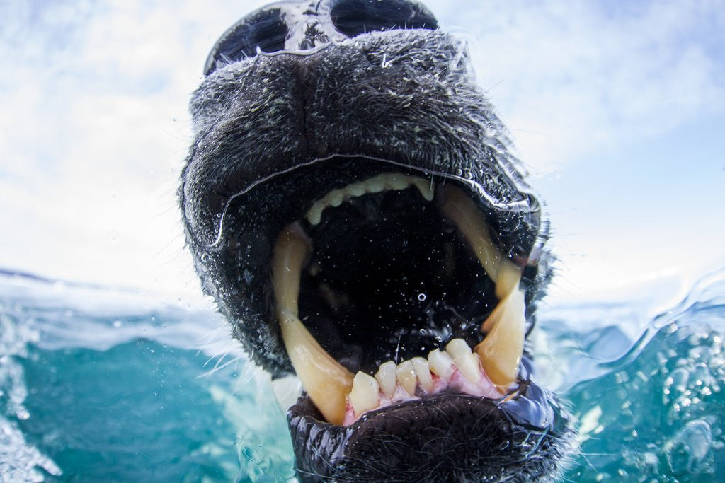 Detail of Polar Bear Biting Underwater Camera Dome, Nunavut, Canada by Anonymous