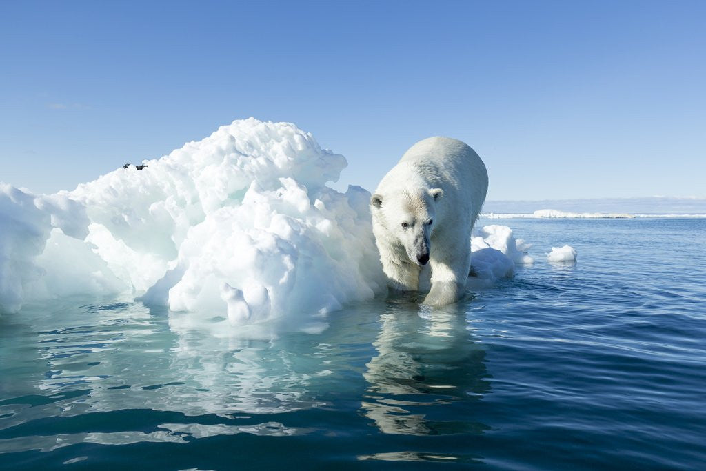 Detail of Polar Bear on Iceberg, Hudson Bay, Nunavut, Canada by Anonymous