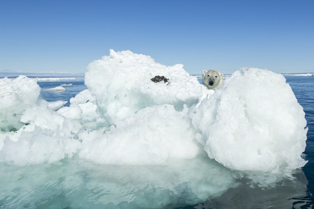 Detail of Polar Bear on Iceberg, Hudson Bay, Nunavut, Canada by Anonymous