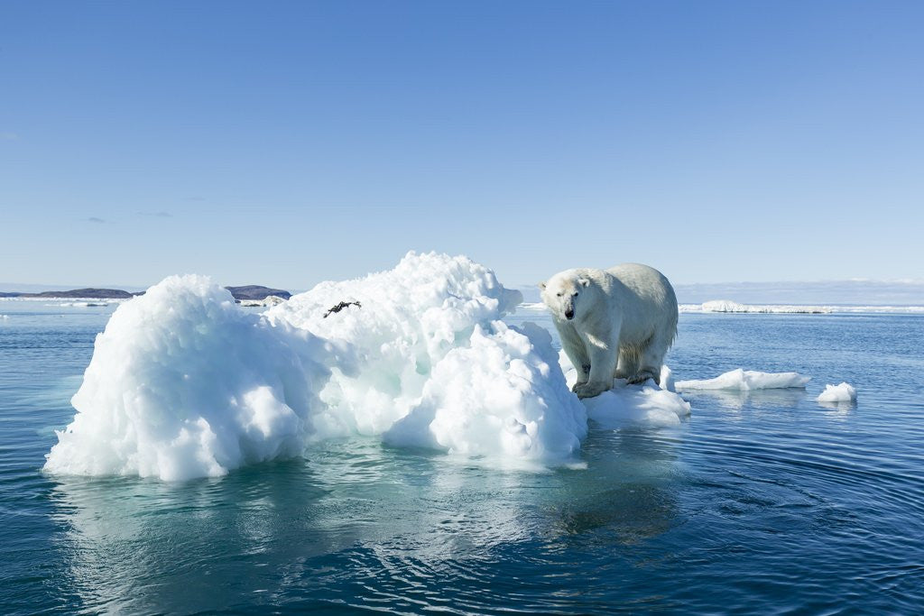 Detail of Polar Bear on Iceberg, Hudson Bay, Nunavut, Canada by Anonymous