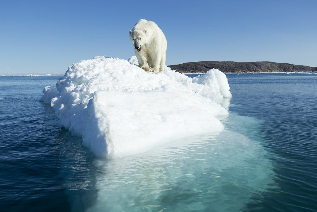 Polar Bear on Iceberg, Hudson Bay, Nunavut, Canada by Corbis