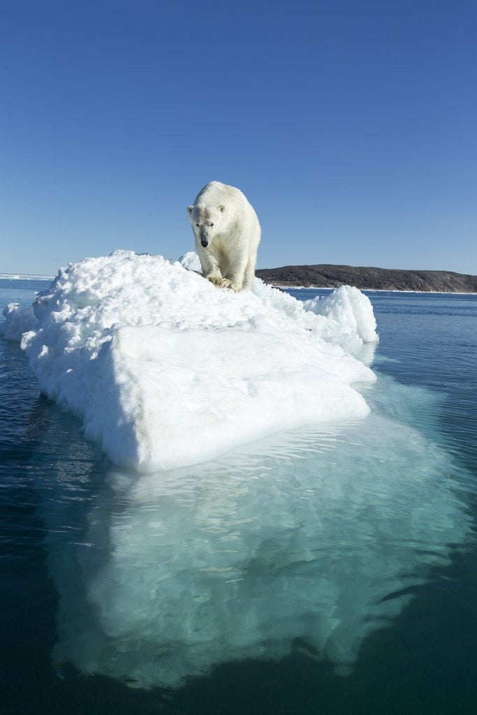 Detail of Polar Bear on Iceberg, Hudson Bay, Nunavut, Canada by Anonymous