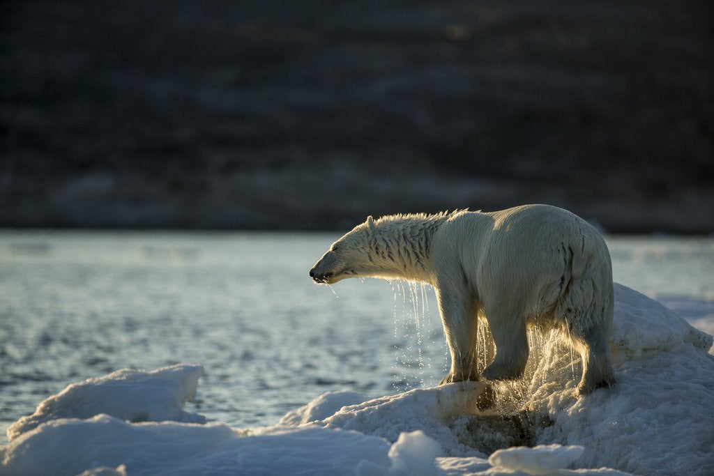 Detail of Polar Bear on Iceberg in Hudson Bay, Nunavut, Canada by Anonymous