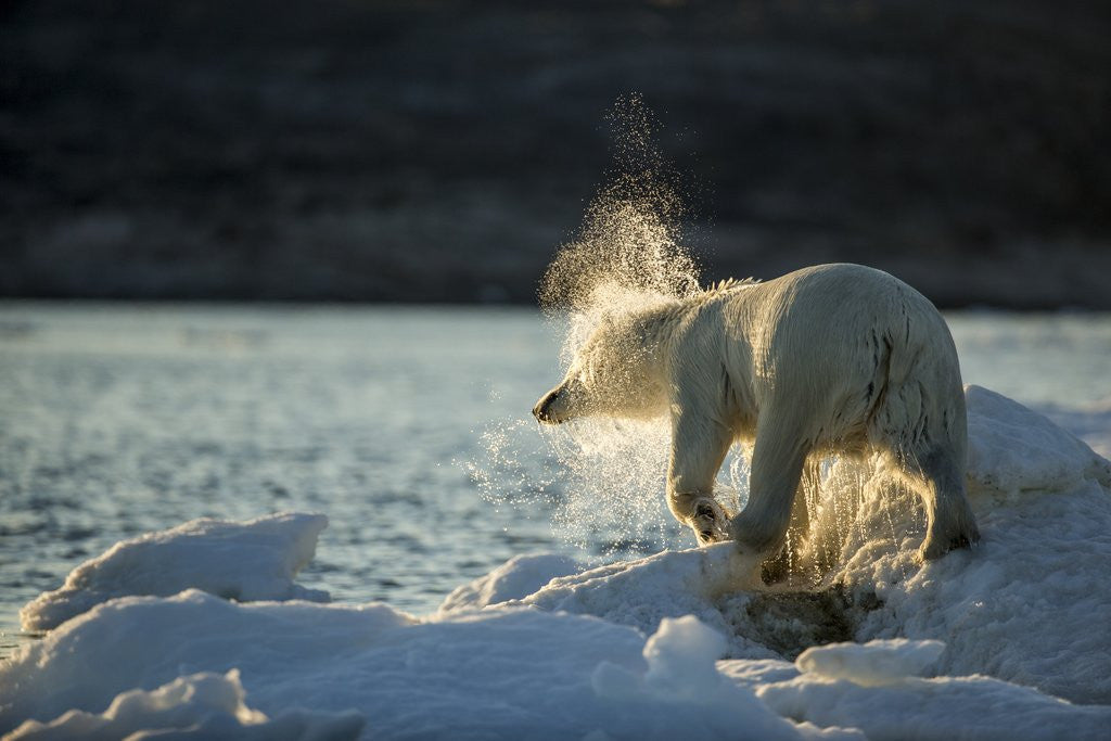 Detail of Polar Bear on Iceberg in Hudson Bay, Nunavut, Canada by Anonymous