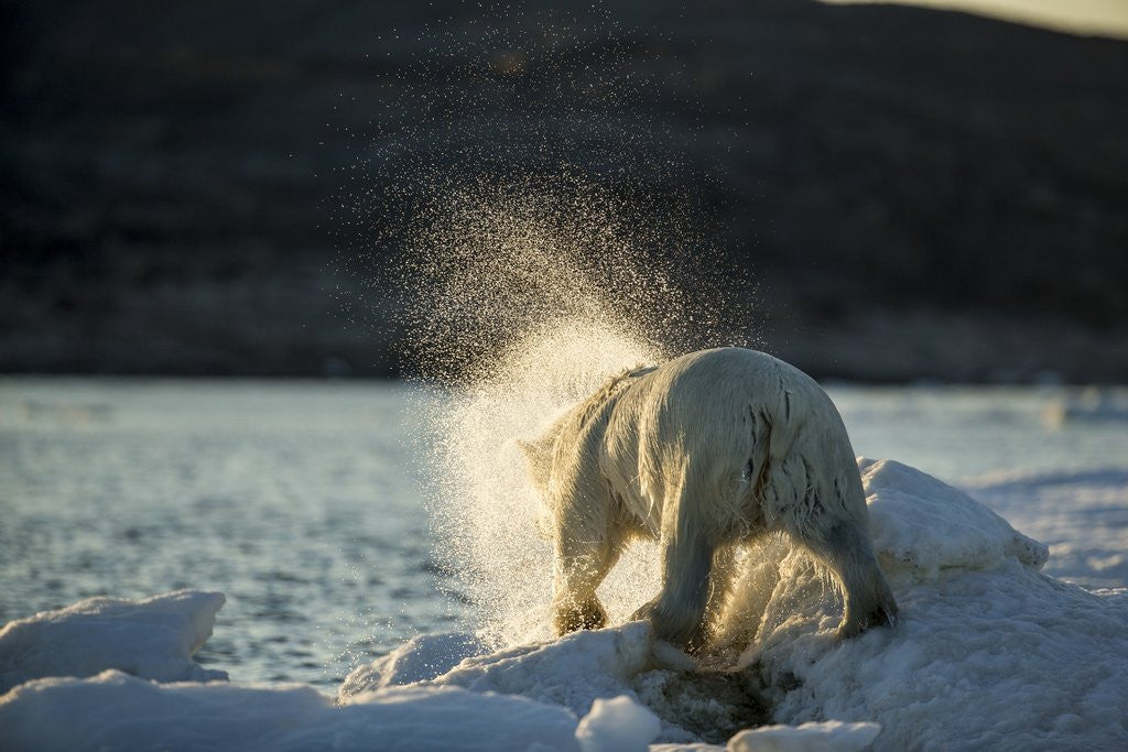 Detail of Polar Bear on Iceberg in Hudson Bay, Nunavut, Canada by Anonymous