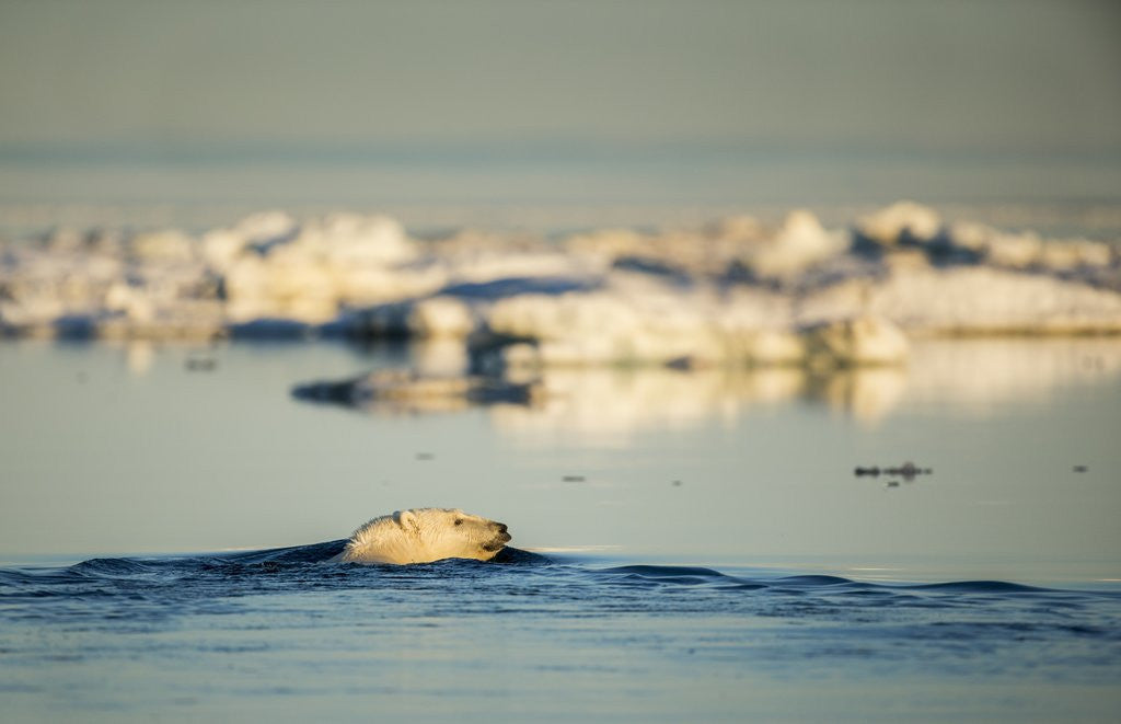 Detail of Polar Bear Swimming in Hudson Bay, Nunavut, Canada by Anonymous