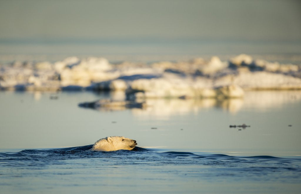 Detail of Polar Bear Swimming in Hudson Bay, Nunavut, Canada by Corbis