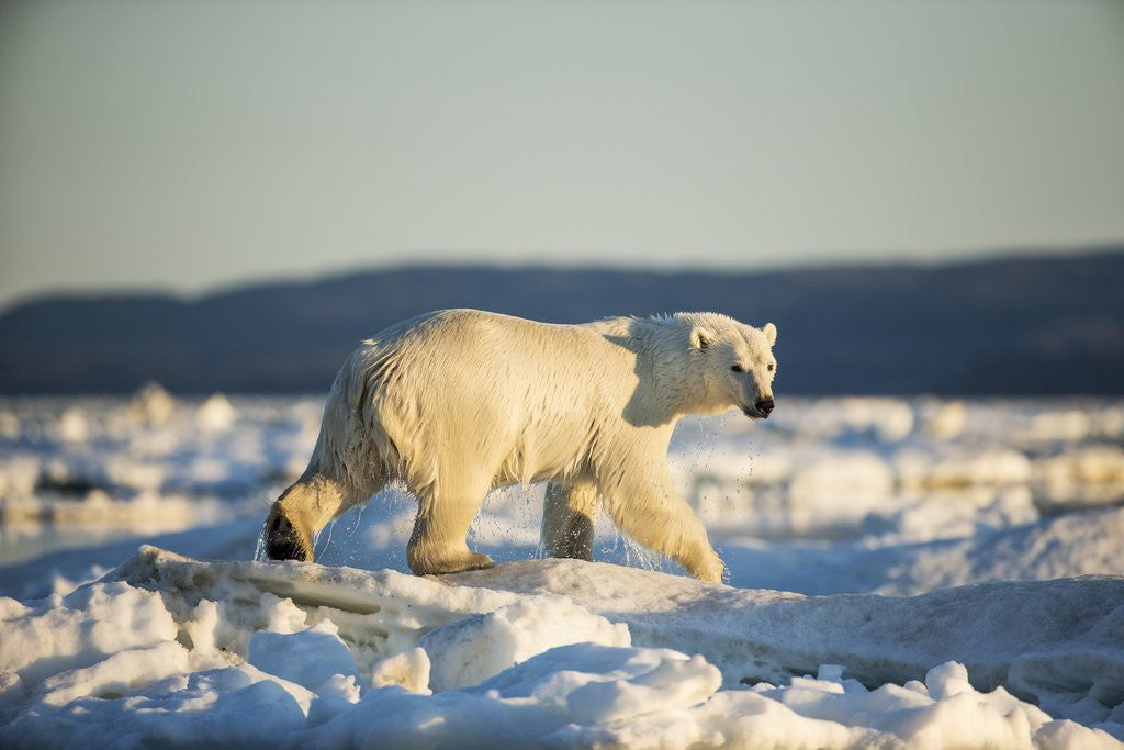 Detail of Polar Bear on Sea Ice, Hudson Bay, Nunavut, Canada by Anonymous