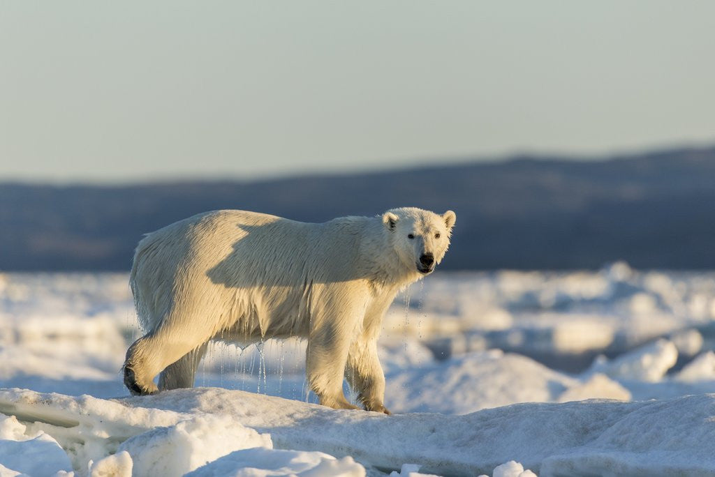 Detail of Polar Bear on Sea Ice, Hudson Bay, Nunavut, Canada by Anonymous