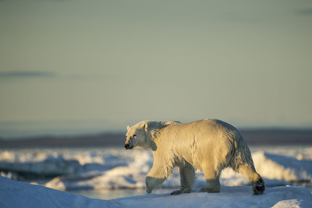 Detail of Polar Bear on Sea Ice, Hudson Bay, Nunavut, Canada by Anonymous