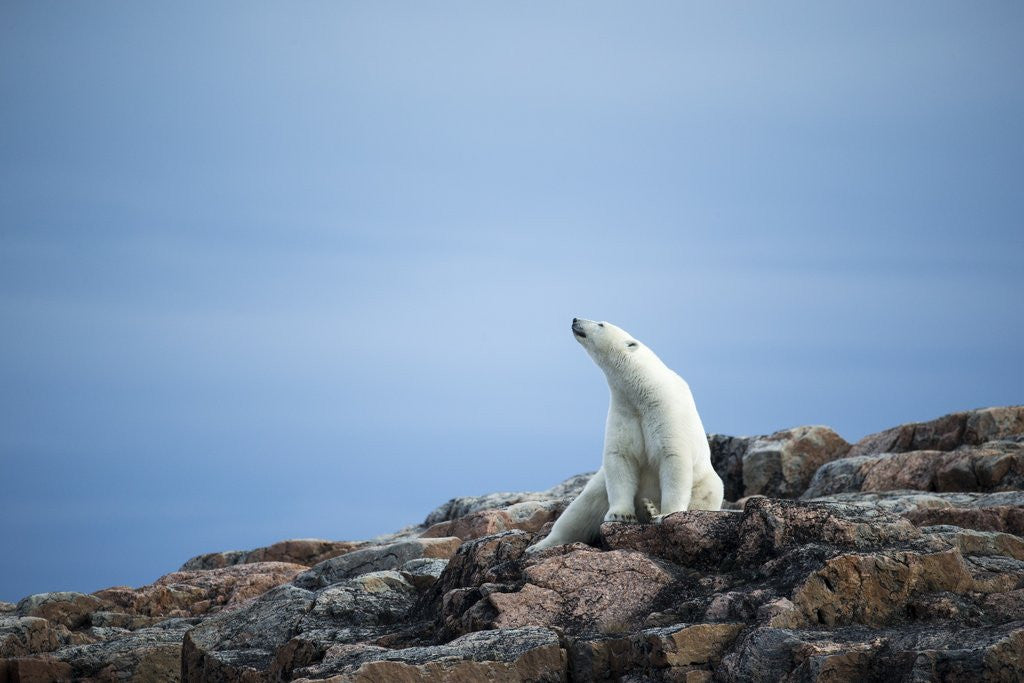 Detail of Polar Bear on Harbour Islands, Hudson Bay, Nunavut, Canada by Anonymous
