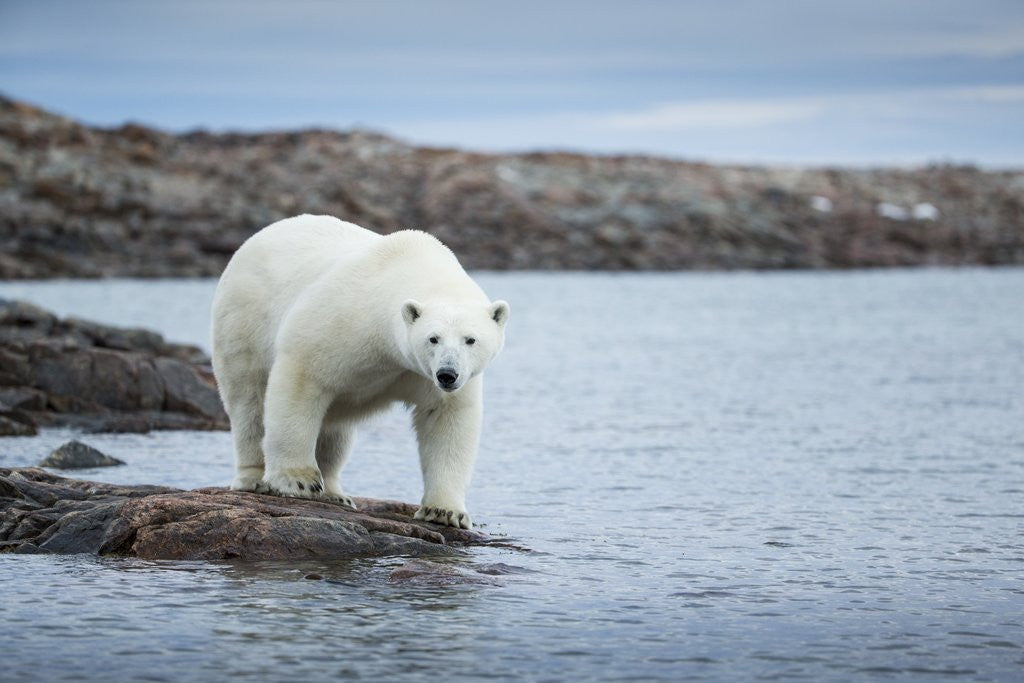 Detail of Polar Bear on Harbour Islands, Hudson Bay, Nunavut, Canada by Anonymous