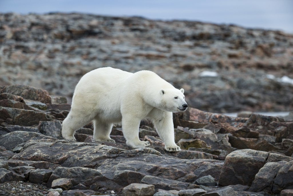 Detail of Polar Bear on Harbour Islands, Hudson Bay, Nunavut, Canada by Anonymous