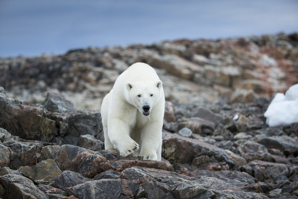 Detail of Polar Bear on Harbour Islands, Hudson Bay, Nunavut, Canada by Anonymous